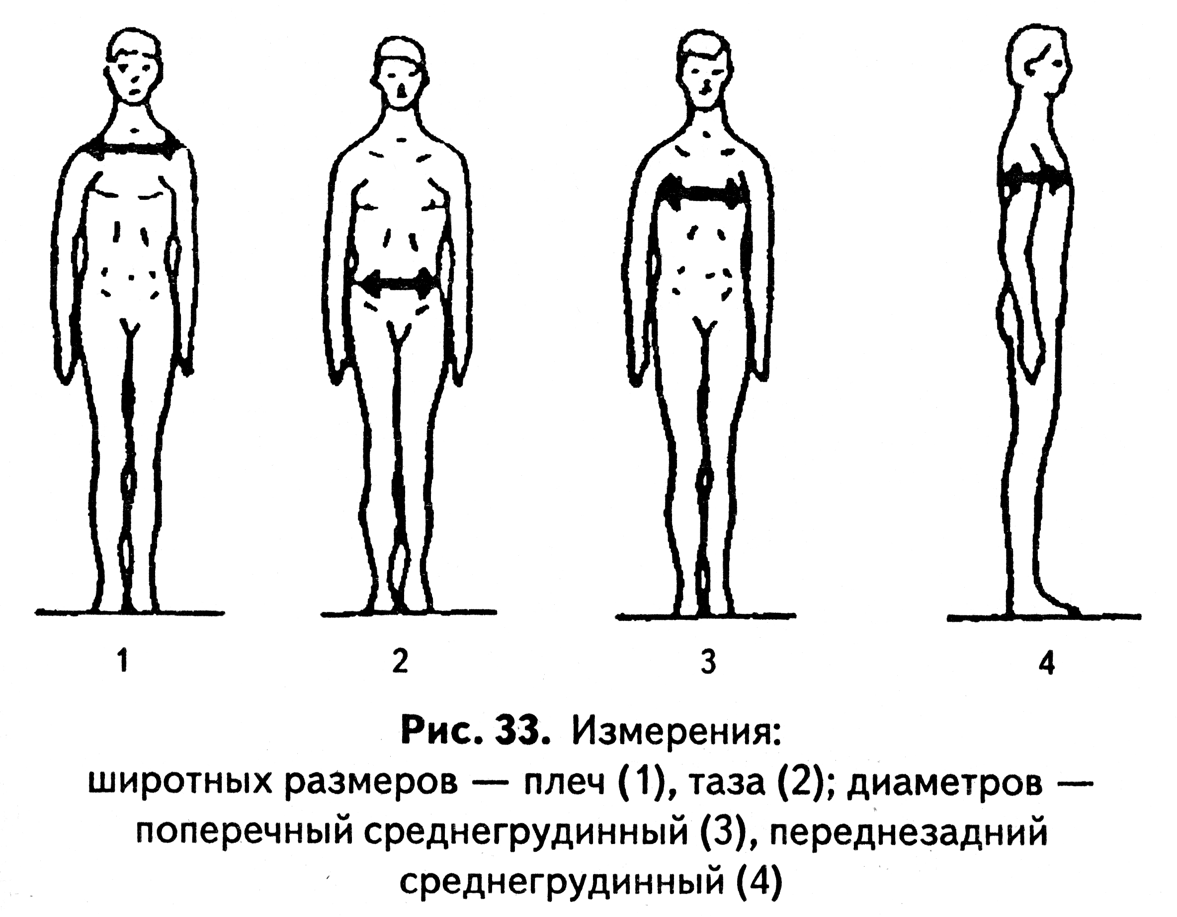 Поперечный диаметр